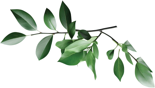 Leafs